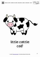 Flashcard Cow Calf sketch template