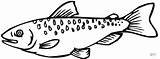 Salmon Coloring Pages Fish Online Gif sketch template