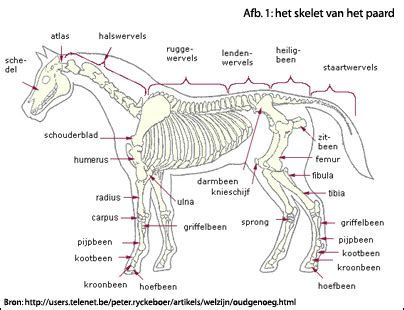 anatomie paard diergeneeskunde paarden skelet