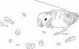 Coloring Pages Parakeet Budgie Budgies Cute Clarabelle Getdrawings sketch template