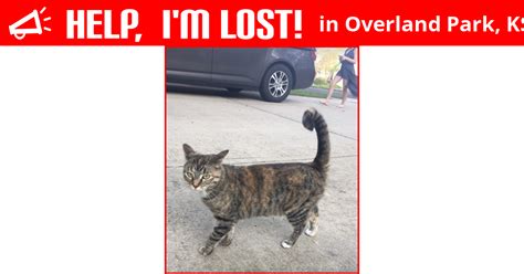 Lost Cat Overland Park Kansas Lucy