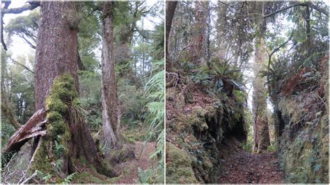The Podocarp Forest Does Not Disappoint Napier Tramping Club