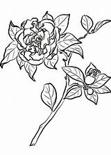 Colorare Disegni Camellia sketch template