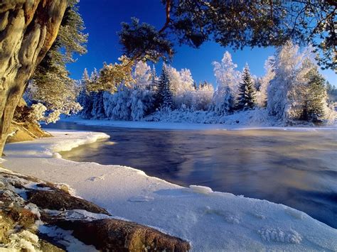 winter forest wallpapers  images wallpapers pictures