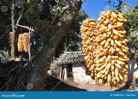 harvest  fruits  stock image image  agriculture