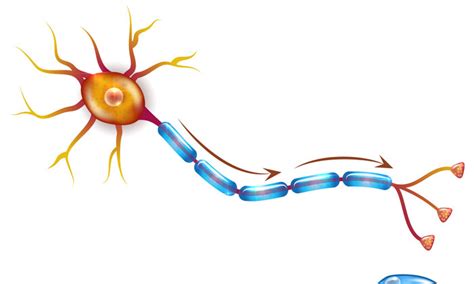 helpful  cells lend  hand  developing neurons