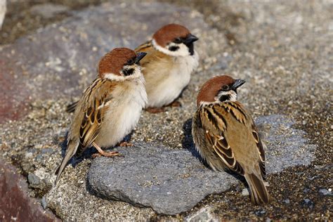 canon bird branch project biodiversity initiatives bird photo guide eurasian tree sparrow