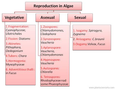 Reproduction In Algae Plant Science 4 U