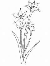 Amaryllis Coloring Pages Lily Rain Flowers Recommended sketch template