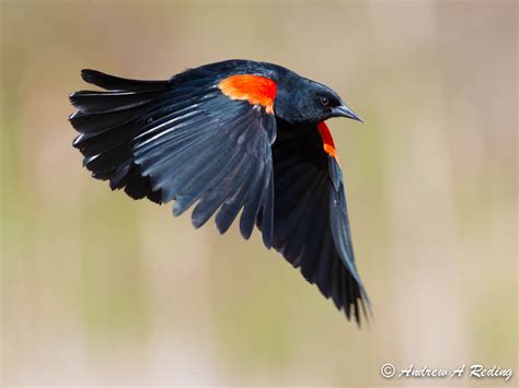 red winged blackbird birds  pennsylvania