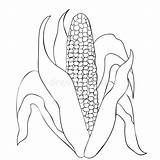 Corn Cob Cereale Foglie Coloritura Pannocchia sketch template