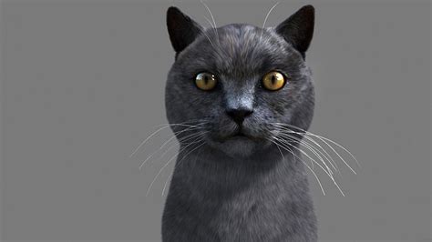 3d model cat british cgtrader