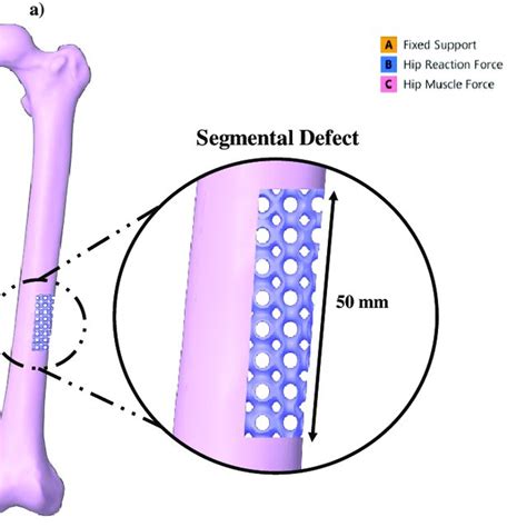 biomechanical setup   critical size bone defect  solid   scientific diagram