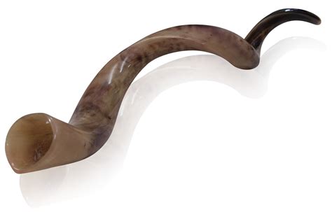 polished kudu horn shofar  natural colours