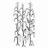 Cornstalks Corn Stalks Drawing Getdrawings sketch template
