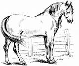 Horse Pferde Stall Ausmalbilder Stalls Haflinger sketch template