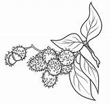 Rambutan Coloring Pages Fruits Kids Color Recommended sketch template