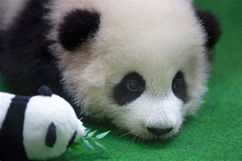 pictures visitors  awww  baby panda born  malaysia zoo