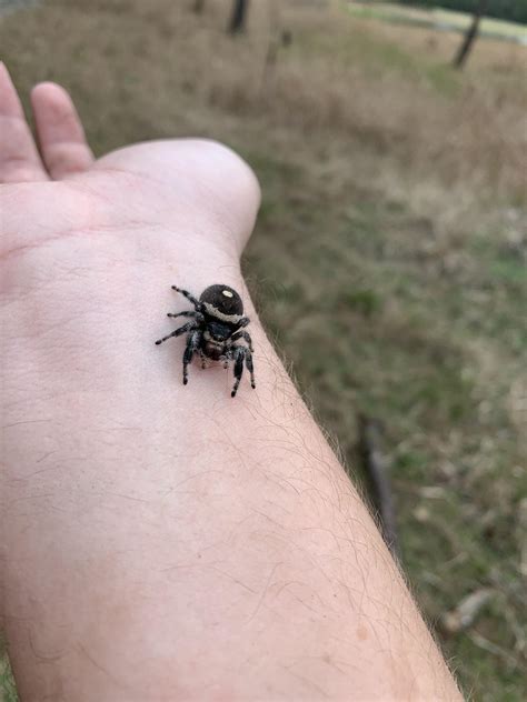 huge jumping spider    hiking gainesville fl rspiders