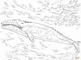 Whale Gray Coloring Pages Printable Drawing Skip Main 출처 sketch template