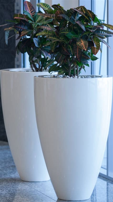Fibreglass Glossy Canna Planters By Adezz Flora Select