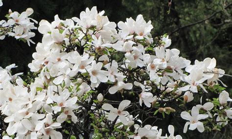 magnolia kobus magnolia gardens plants hobbies plant planets