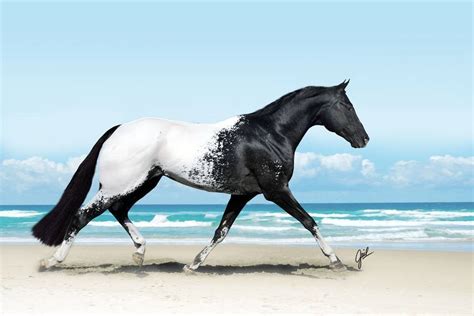 majestic  beautiful horse pictures