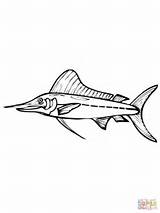 Marlin Coloring Fish Pages Drawing Blue Supercoloring Color Drawings Getdrawings Template sketch template
