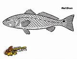 Fishbites Redfish sketch template