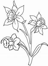 Coloring Daffodils Pages Beautiful Flowers Artfully sketch template