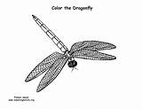 Dragonfly Coloring sketch template