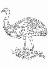 Emu Coloring Pages Bird Flightless Template sketch template