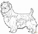 Coloring Terrier Pages Australian Schnauzer Shepherd Dog Boston Printable Drawing Cattle Color Dogs Highland West Miniature Clipart Getcolorings Print Getdrawings sketch template
