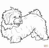 Coloring Havanese Pages Poodle Printable Toy Baby Animals Cartoon Bichon Dogs sketch template