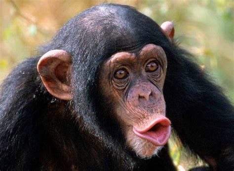 macacos fotos  imagens imagens de animais
