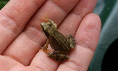 baby frog paperblog