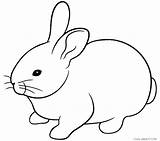 Rabbit Coloring Bunny Printable Rabbits Pages Kids Preschool Choose Board sketch template