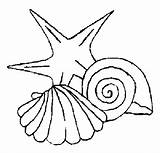 Conchiglie Coloriage Coquillage Coquillages Muscheln Conchiglia Seestern Colorier Perla Zwei Seashell Seashells Coloriages Imprimer Poissons Embroidery Coloratutto Crafts Aimable sketch template