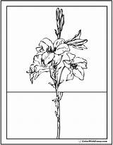 Coloring Lily Pages Easter Lilies Stargazer Calla Pdf Printables Colorwithfuzzy sketch template