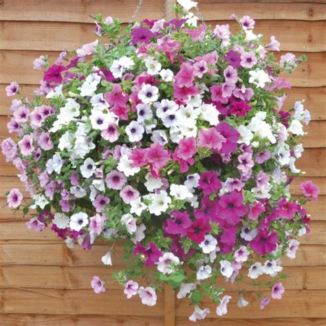 Lux Dialogue Best Spring Flowers For Hanging Baskets The 10 Most