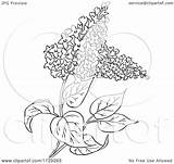 Lilac Flower Clipart Cartoon Plant Outlined Vector Picsburg Coloring Clipartof Clipground sketch template