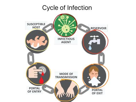Stages Of Infection Graph