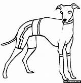 Coloring Pages Greyhound Dogs Italian Dog Thecolor Whippet Color Greyhounds Template sketch template
