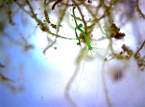 you won t want to take your eyes off pond water ecosystem in a jar