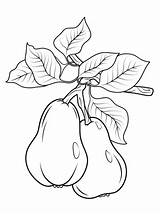 Pears Peras Colorare Rama Pera Disegno Birne Ausmalbilder Bordados Pere Tallar Riscos Fruta sketch template