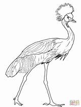 Crane Coloring Crowned Pages Printable Print Animal Color Supercoloring sketch template