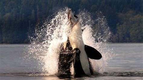 Amazing Photos As Orca Has Whale Of A Time Catching