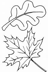 Leaves Coloring Pages Leaf Fall Autumn Oak Maple Thanksgiving Color Template Drawing Clip Printable Kids Print Colorluna Pile Herbst Kidsplaycolor sketch template
