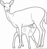 Deer Coloring Baby Mother Pages Color Coloringpages101 Getdrawings Getcolorings sketch template