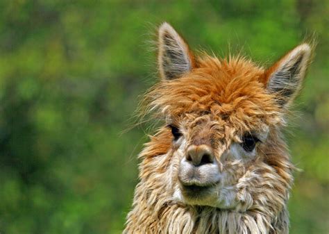 lama free hd wallpapers images backgrounds